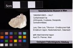 Foto (Objket + Etiketten) von Cycloprosopon sp. 